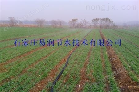 大棚微喷_蔬菜灌溉-丰润区厂家